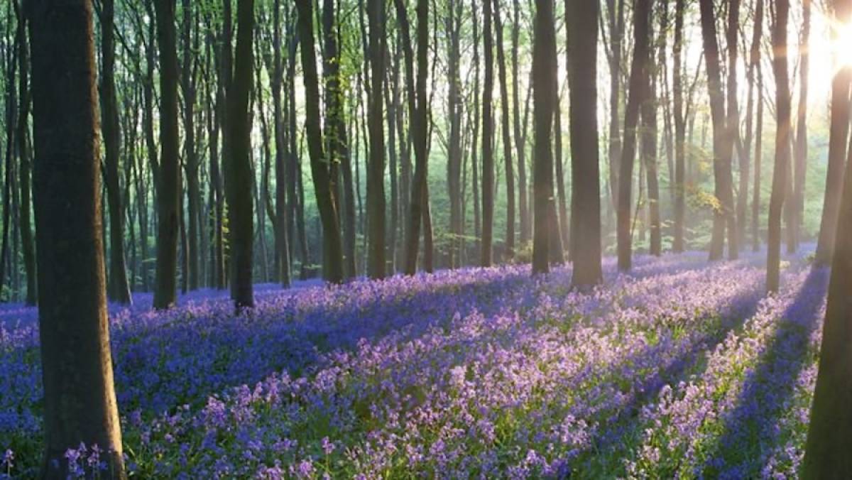 nature-woods-flowers-field-positive-thought-of-the-day