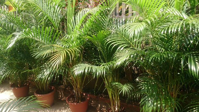 areca_palm.jpg