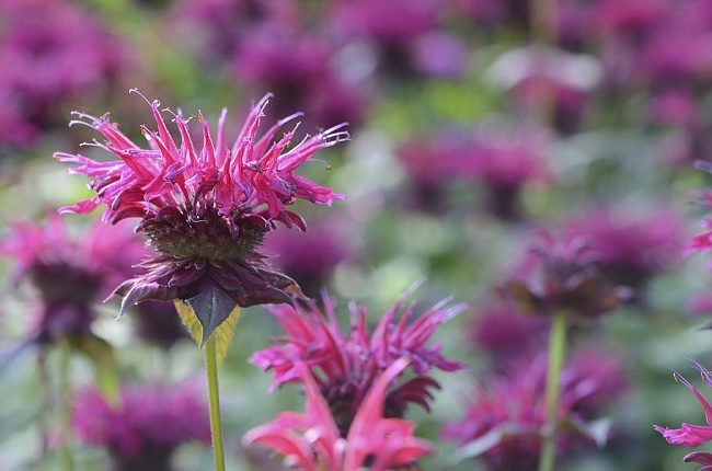 bee_balm.jpg