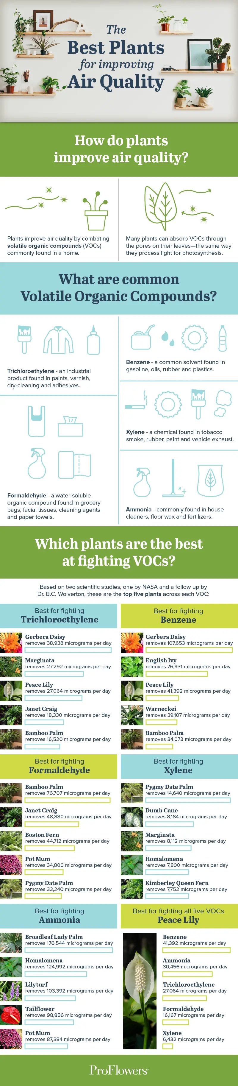 best-plants-for-improving-home-office-air-quality.png