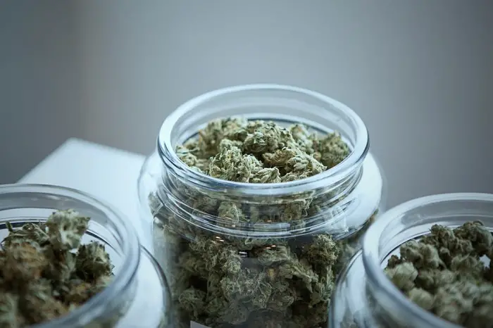 clear_glass_jar_with_green_cannabis.jpg