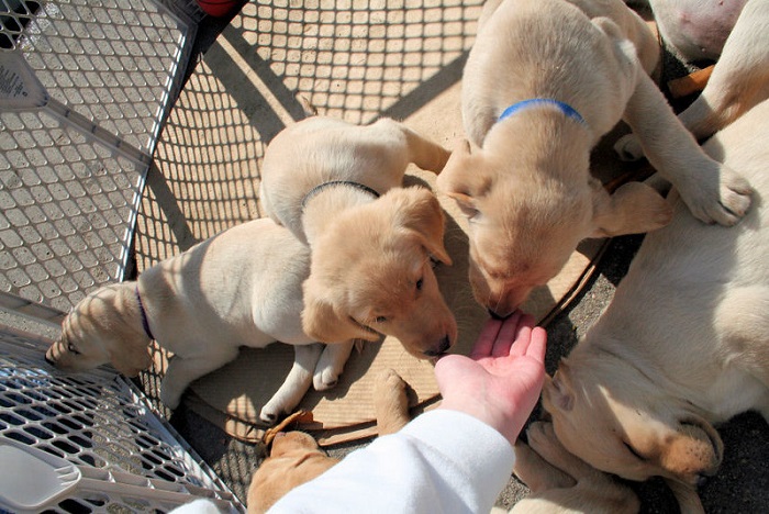 dog-puppies-out-for-sale_fd9f41b6c9_c.jpg