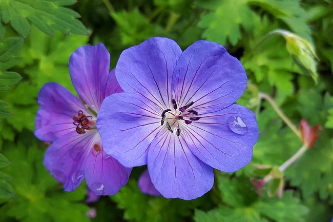 geraniums.jpg