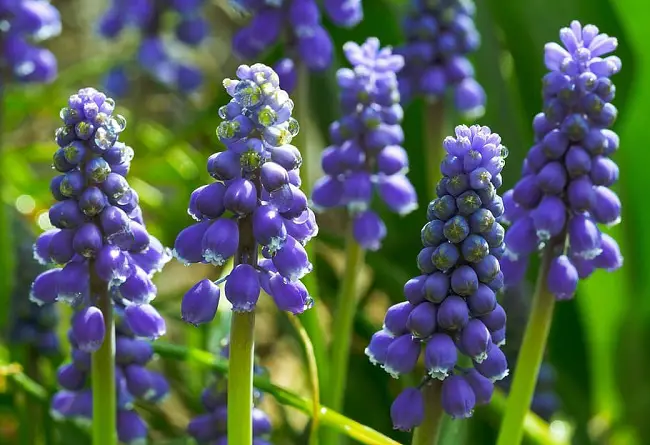 grape_hyacinth.jpg
