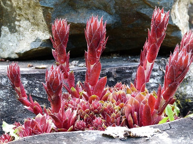 hens_and_chicks_plant.jpg