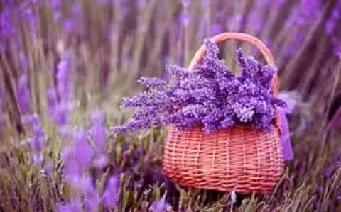 lavender-flowers.jpg