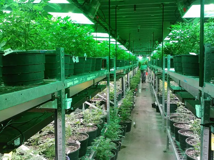 marijuana_dispensary_garden_in_colorado.jpg