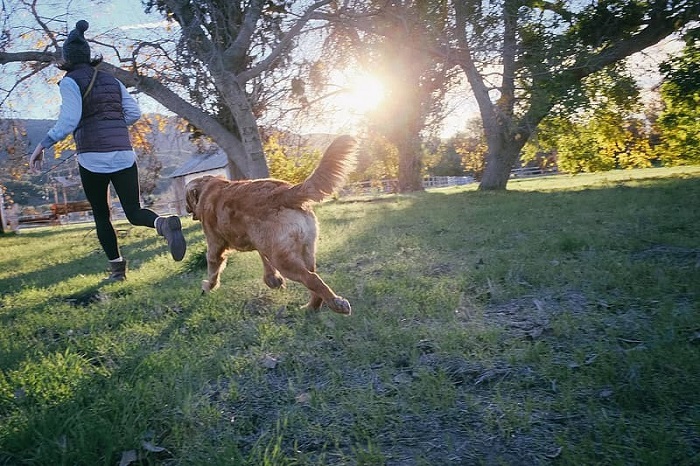 optimal_number_of_walks_in_a_day_for_your_dog.jpg