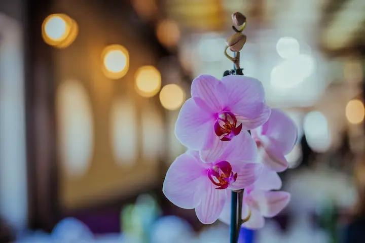 orchids-flowers-blurred-background