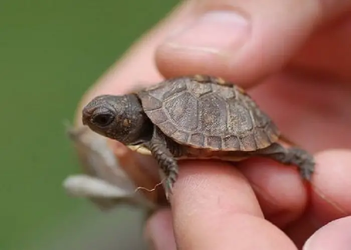 pet-tortoises.jpg
