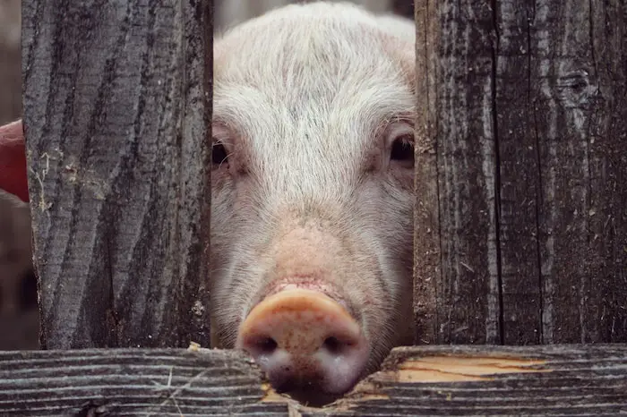 pig-locked-up.jpg