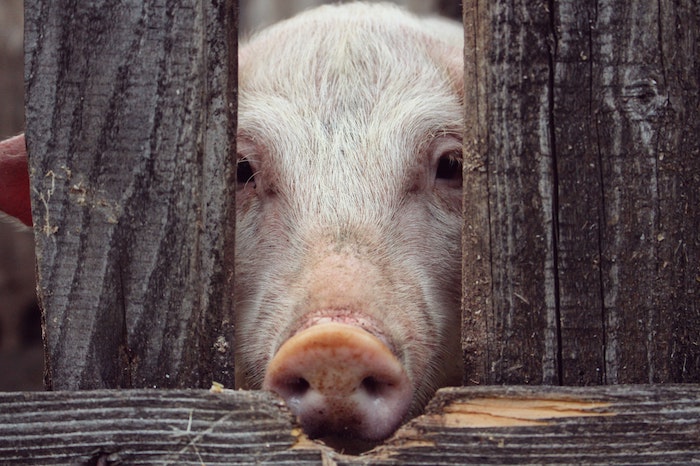 pig-locked-up.jpg