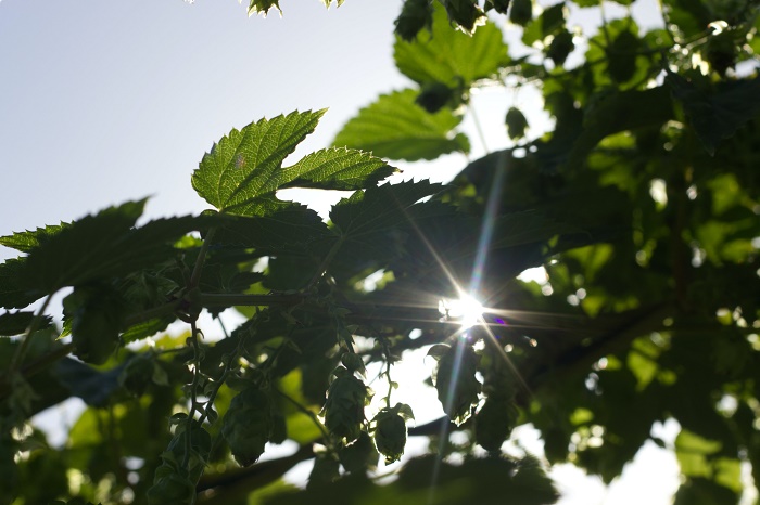 plants-light-green.jpg