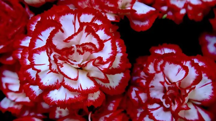 red-and-white-carnations