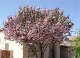steamy_tree_of_flowers_linchpin.png