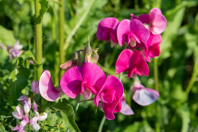 sweet-peas-flower.jpg