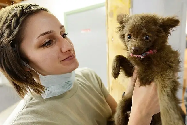 veterinarian-dog-checkup.jpg