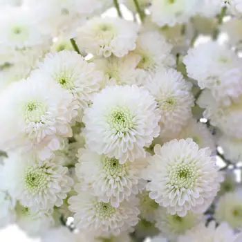 white-button-pom-flower.jpg