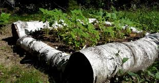 woodsy_fallen_log_flower_vases.png